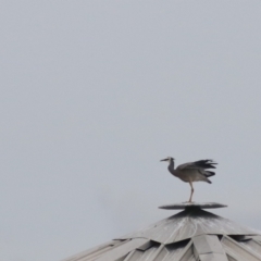 Egretta novaehollandiae (White-faced Heron) at Wayo, NSW - 1 Feb 2022 by Rixon