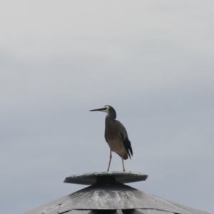 Egretta novaehollandiae at Wayo, NSW - 1 Feb 2022