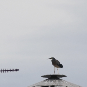 Egretta novaehollandiae at Wayo, NSW - 1 Feb 2022