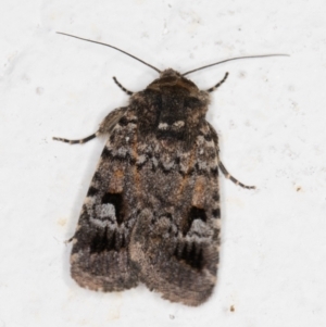 Thoracolopha verecunda at Melba, ACT - 18 Nov 2021