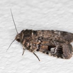 Thoracolopha verecunda at Melba, ACT - 18 Nov 2021