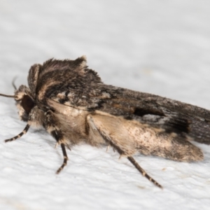 Thoracolopha verecunda at Melba, ACT - 18 Nov 2021 10:51 PM