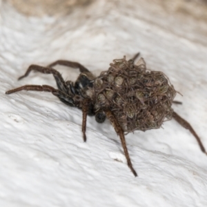 Lycosidae (family) at Melba, ACT - 22 Dec 2021