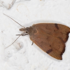 Tortricopsis uncinella at Melba, ACT - 19 Nov 2021 10:05 PM