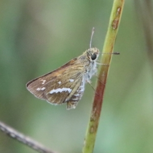 Taractrocera papyria at Deakin, ACT - 1 Feb 2022