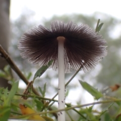 Coprinellus etc. at Cook, ACT - 1 Feb 2022 08:08 AM