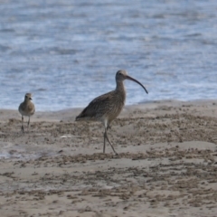 Numenius madagascariensis (Eastern Curlew) at Urunga, NSW - 15 Jan 2022 by LisaH