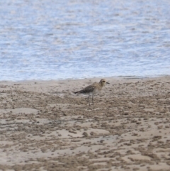 Pluvialis fulva (Pacific Golden-Plover) at Urunga, NSW - 15 Jan 2022 by LisaH