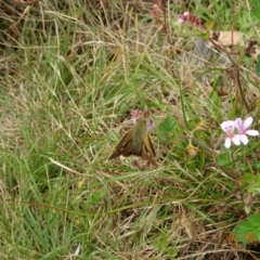 Timoconia flammeata at Uriarra, NSW - 1 Feb 2022 11:56 AM