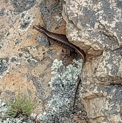 Eulamprus heatwolei (Yellow-bellied Water Skink) at Uriarra, NSW - 1 Feb 2022 by GirtsO