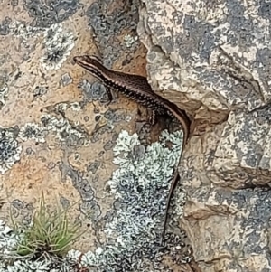 Eulamprus heatwolei at Uriarra, NSW - 1 Feb 2022