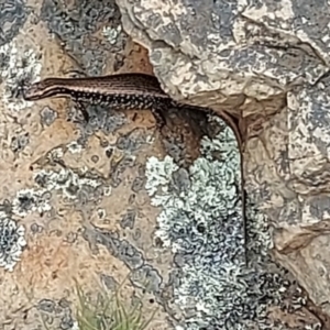 Eulamprus heatwolei at Uriarra, NSW - 1 Feb 2022