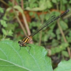 Nososticta solida (Orange Threadtail) at Tennent, ACT - 31 Jan 2022 by Harrisi