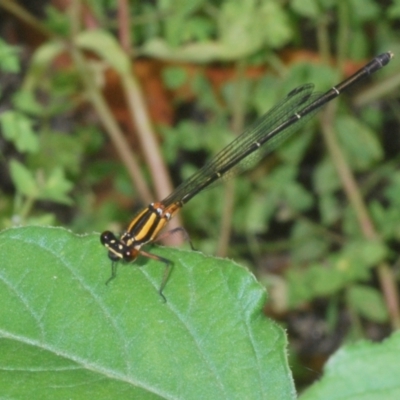 Nososticta solida (Orange Threadtail) at Tennent, ACT - 31 Jan 2022 by Harrisi