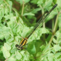 Nososticta solida at Gigerline Nature Reserve - 31 Jan 2022 12:49 PM