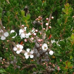 Leptospermum micromyrtus at Uriarra, NSW - 1 Feb 2022 11:54 AM