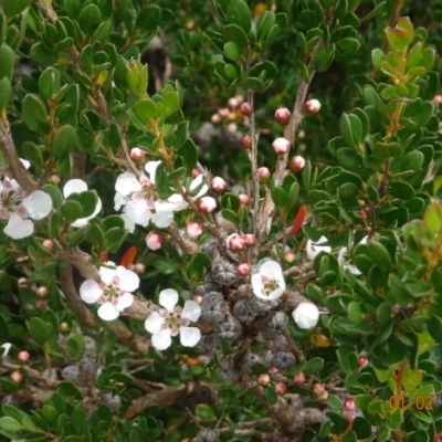 Leptospermum micromyrtus (Button Tea-tree) at Uriarra, NSW - 1 Feb 2022 by GirtsO