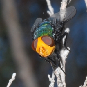 Amenia sp. (genus) at Paddys River, ACT - 30 Jan 2022