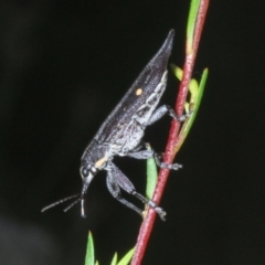 Rhinotia bidentata (Two-spot Rhinotia weevil) at Paddys River, ACT - 30 Jan 2022 by Harrisi