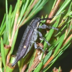 Rhinotia bidentata at Paddys River, ACT - 30 Jan 2022