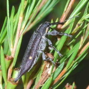 Rhinotia bidentata at Paddys River, ACT - 30 Jan 2022