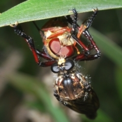 Chrysopogon muelleri (Robber fly) at Gibraltar Pines - 30 Jan 2022 by Harrisi