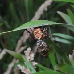 Zosteria sp. (genus) at Paddys River, ACT - 30 Jan 2022