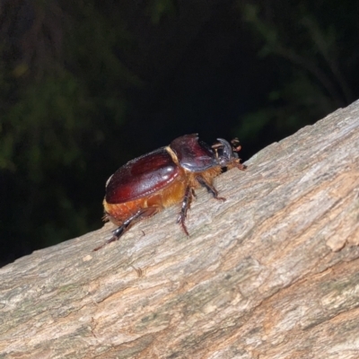 Dasygnathus sp. (genus) (Rhinoceros beetle) at O'Connor, ACT - 1 Feb 2022 by AndrewCB