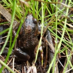 Uperoleia laevigata (Smooth Toadlet) at Boro, NSW - 30 Jan 2022 by Paul4K