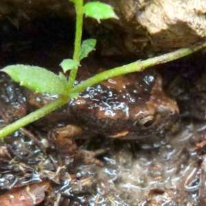 Uperoleia laevigata at Boro, NSW - 30 Jan 2022