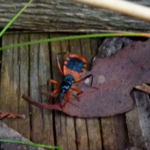 Ectomocoris patricius at Boro, NSW - 31 Jan 2022