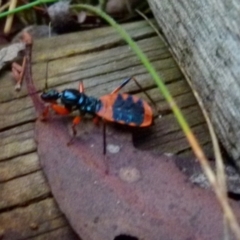 Ectomocoris patricius at Boro, NSW - 31 Jan 2022