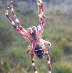 Hortophora transmarina (Garden Orb Weaver) at Boro, NSW - 30 Jan 2022 by Paul4K