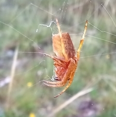 Araneinae (subfamily) (Orb weaver) at Boro, NSW - 31 Jan 2022 by Paul4K