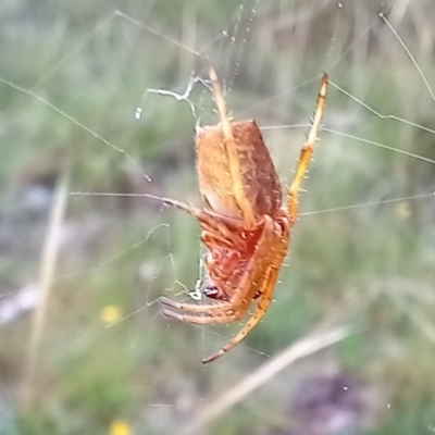 Araneinae (subfamily) (Orb weaver) at Boro, NSW - 30 Jan 2022 by Paul4K