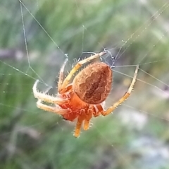 Araneinae (subfamily) at Boro, NSW - 31 Jan 2022