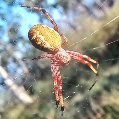 Salsa fuliginata (Sooty Orb-weaver) at Boro, NSW - 1 Feb 2022 by Paul4K