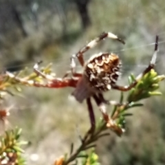 Backobourkia (genus) (An orb weaver) at Boro, NSW - 1 Feb 2022 by Paul4K