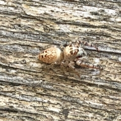 Opisthoncus grassator at Aranda, ACT - 1 Feb 2022