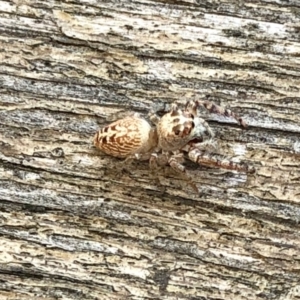 Opisthoncus grassator at Aranda, ACT - 1 Feb 2022 11:47 AM