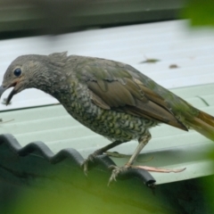 Ptilonorhynchus violaceus (Satin Bowerbird) at Aranda, ACT - 31 Jan 2022 by KMcCue