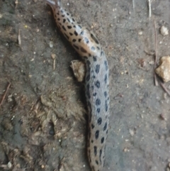 Limax maximus (Leopard Slug, Great Grey Slug) at Haig Park - 1 Feb 2022 by LD12