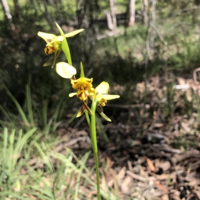 Diuris sulphurea (Tiger Orchid) at Bruce, ACT - 19 Nov 2021 by Rebeccaryanactgov