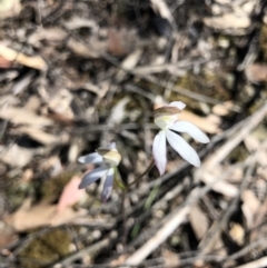 Caladenia moschata (Musky Caps) at O'Connor, ACT - 23 Oct 2021 by Rebeccaryanactgov