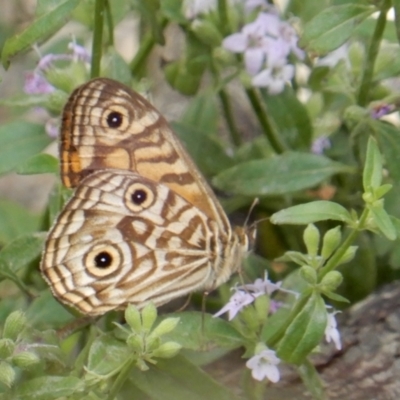 Geitoneura acantha (Ringed Xenica) at Boro - 1 Feb 2022 by Paul4K