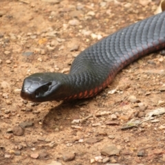 Pseudechis porphyriacus (Red-bellied Black Snake) at Cotter River, ACT - 1 Feb 2022 by Christine