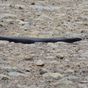 Pseudechis porphyriacus at Cotter River, ACT - 1 Feb 2022