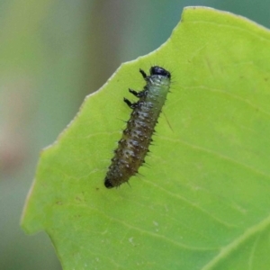 Paropsisterna beata at Yarralumla, ACT - 22 Jan 2022 02:08 PM