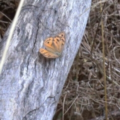 Heteronympha merope (Common Brown Butterfly) at Yarralumla, ACT - 22 Jan 2022 by ConBoekel