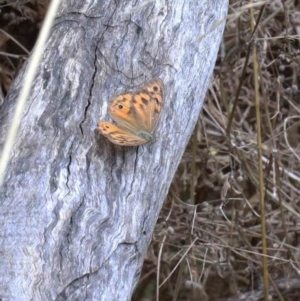 Heteronympha merope at Yarralumla, ACT - 22 Jan 2022 02:12 PM